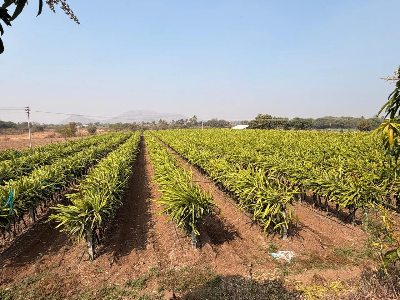 Dragon fruit consulting project
