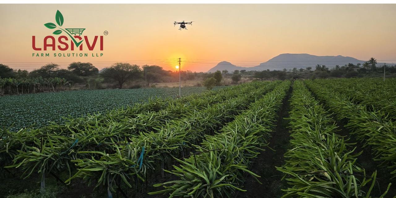 Dragon fruit farming  Img